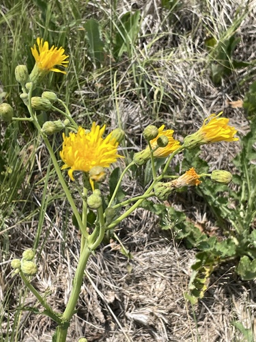 Perennial Sow Thistle