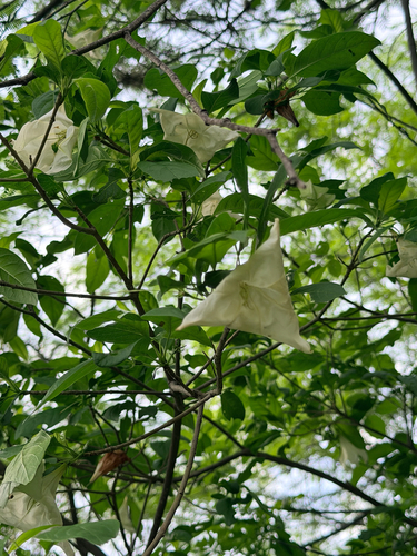 Hintonia latiflora, 2026-07-19