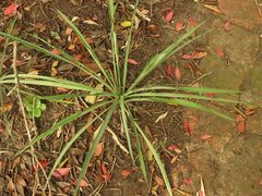 Chlorophytum comosum