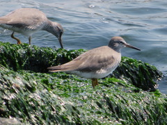 Tringa brevipes