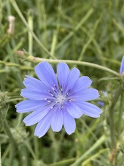 Cichorium endivia