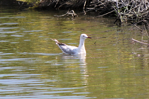 Slender-billed Gull