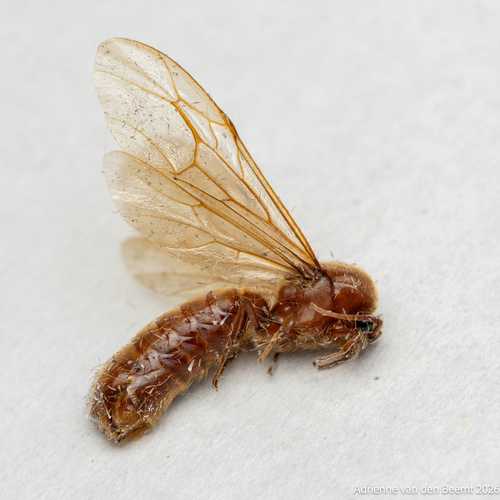 Swainson's Legionary Ant