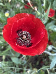 Papaver umbonatum