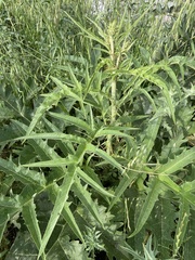 Cynara syriaca