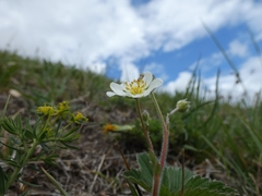 Drymocallis rupestris