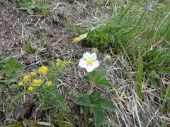 Drymocallis rupestris