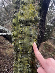Cereus aethiops, photograph (c) Valentín Alfano, some rights reserved (CC BY)