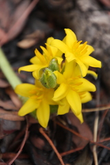 Hypoxis goetzei