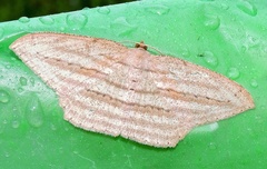 Calletaera postvittata