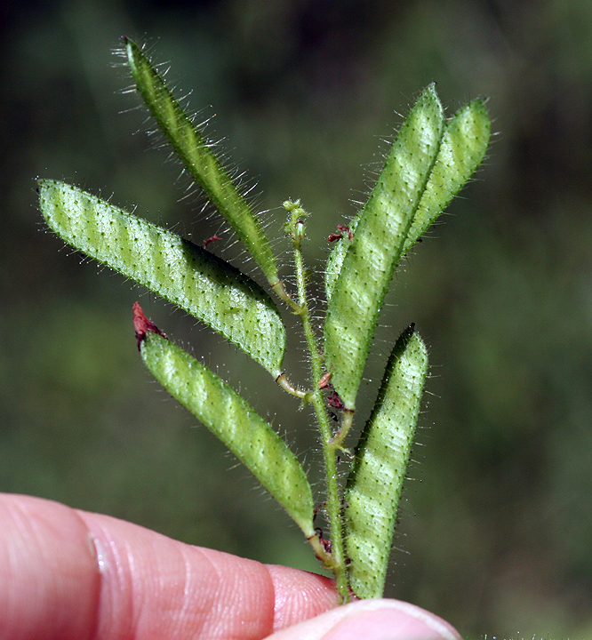 Chamaecrista absus var. meonandra