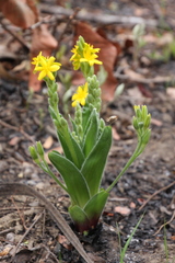 Hypoxis goetzei