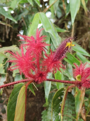 Columnea minor