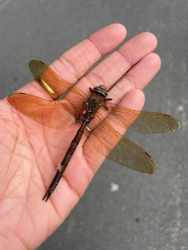 Brown Hawker