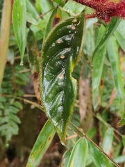 Columnea minor, photograph (c) Yannick Pochon, some rights reserved (CC BY)