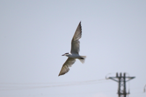 Gull-billed Tern
