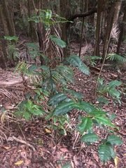 Syzygium hodgkinsoniae