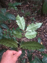 Syzygium hodgkinsoniae