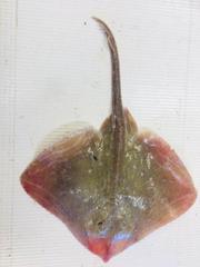 Raja microocellata