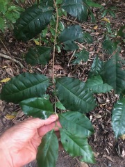Syzygium hodgkinsoniae
