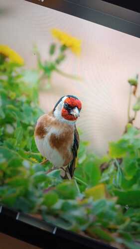 European Goldfinch