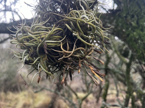Tillandsia retorta, photograph 5