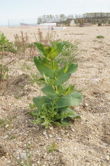 Bupleurum rotundifolium