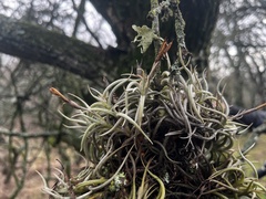 Tillandsia retorta, photograph (c) Valentín Alfano, some rights reserved (CC BY)