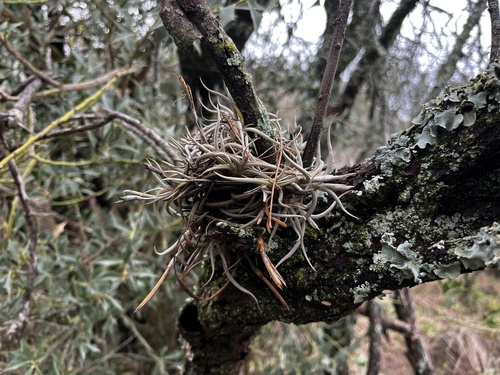 Tillandsia retorta, photograph 1