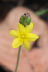 Hypoxis angustifolia luzuloides