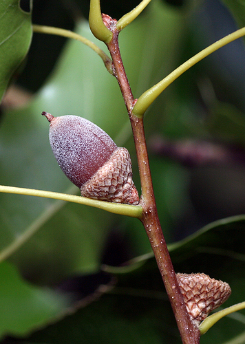 Cusi Oak