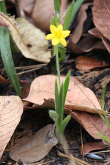 Hypoxis angustifolia luzuloides