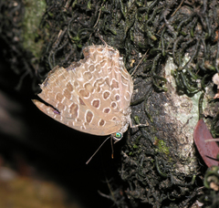 Arhopala alitaeus