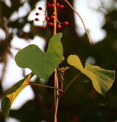 Tinospora sinensis