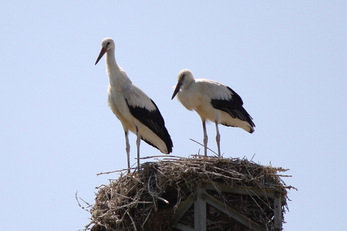 White Stork