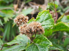 Eupatorium kiirunense