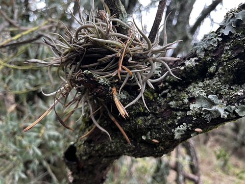 Tillandsia retorta, photograph 2
