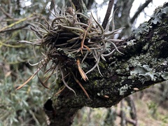 Tillandsia retorta, photograph (c) Valentín Alfano, some rights reserved (CC BY)