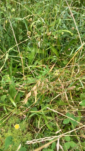 Bromus secalinus, photograph 1