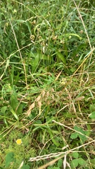 Bromus secalinus