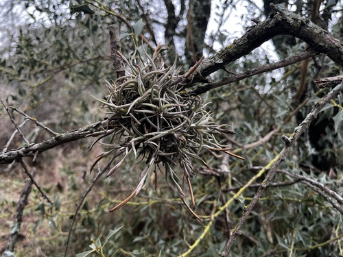 Tillandsia retorta, photograph 3