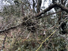 Tillandsia retorta, photograph (c) Valentín Alfano, some rights reserved (CC BY)