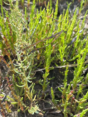 Salicornia europaea, photograph 5