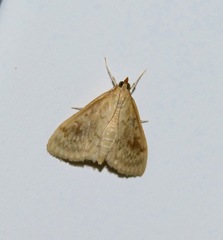Ostrinia
