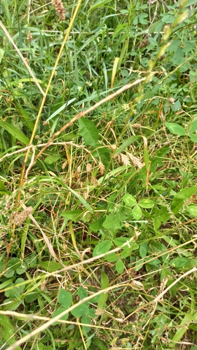 Bromus secalinus, photograph 2