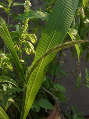 Setaria sulcata