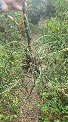 Tillandsia butzii