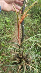 Tillandsia butzii