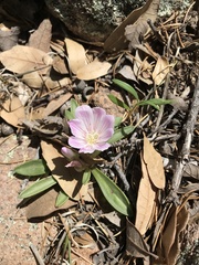 Lewisia brachycalyx