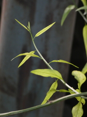 Solanum amygdalifolium